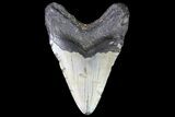 Bargain, Megalodon Tooth - North Carolina #83925-2